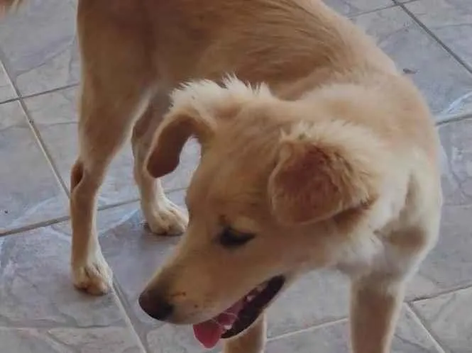 Cachorro ra a SRD-ViraLata idade 1 ano nome Luck