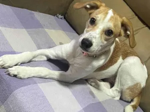 Cachorro raça SRD-ViraLata idade 2 a 6 meses nome AMORA