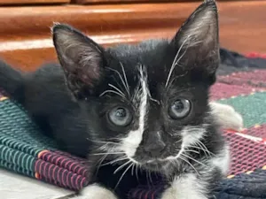 Gato raça Sem raca idade Abaixo de 2 meses nome Frajolinha