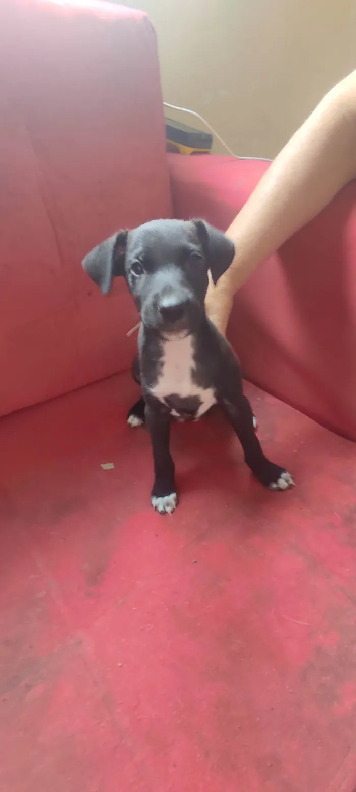 Cachorro ra a SRD-ViraLata idade 2 a 6 meses nome Sem nome