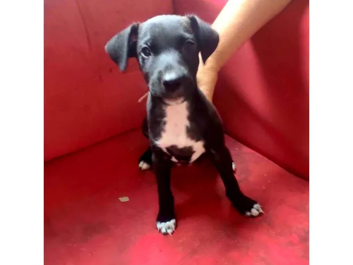 Cachorro ra a SRD-ViraLata idade 2 a 6 meses nome Sem nome