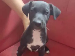 Cachorro raça SRD-ViraLata idade 2 a 6 meses nome Sem nome