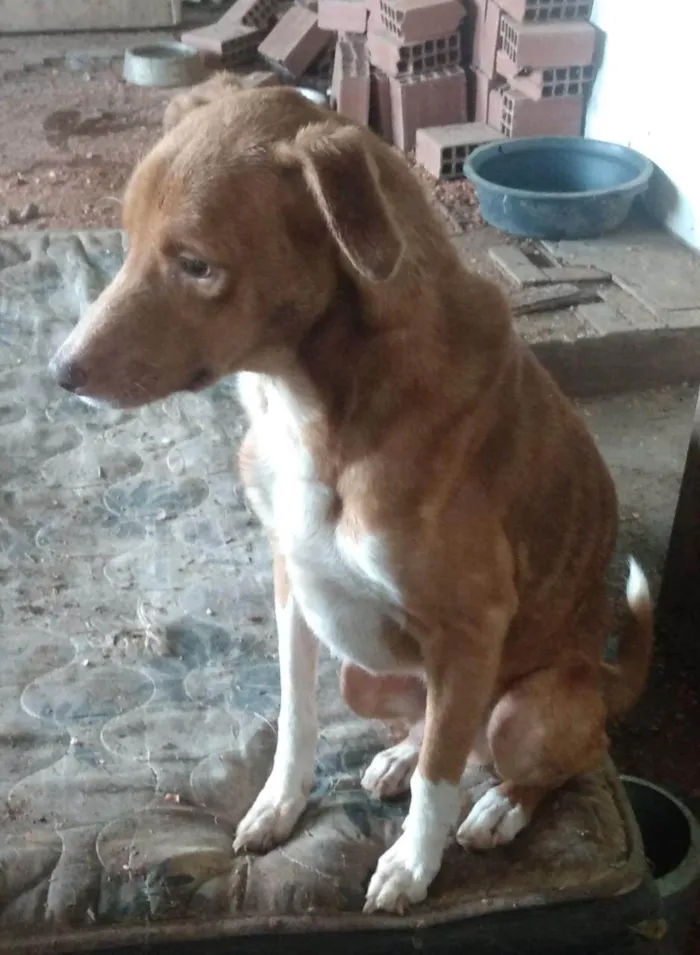 Cachorro ra a  idade 3 anos nome Bernado