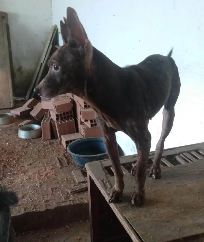 Cachorro ra a  idade 3 anos nome Bernado