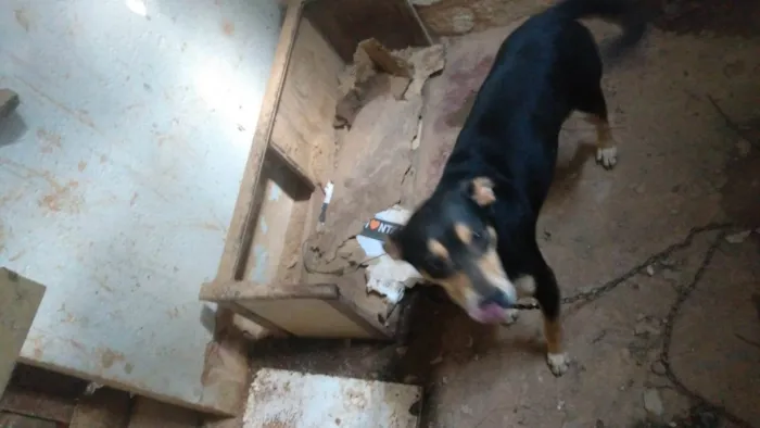 Cachorro ra a  idade 3 anos nome Bernado