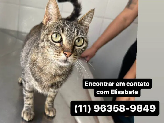 Gato ra a SRD-ViraLata idade 7 a 11 meses nome Jandira