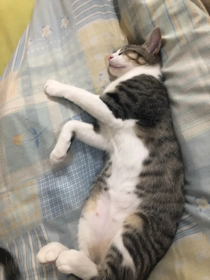 Gato ra a SRD idade 2 a 6 meses nome Gandalf 