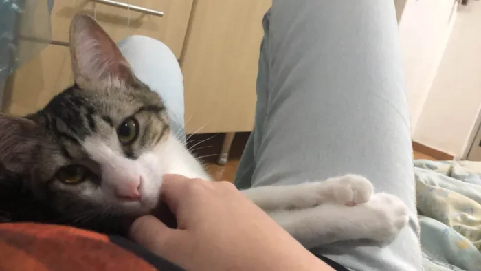 Gato ra a SRD idade 2 a 6 meses nome Gandalf 