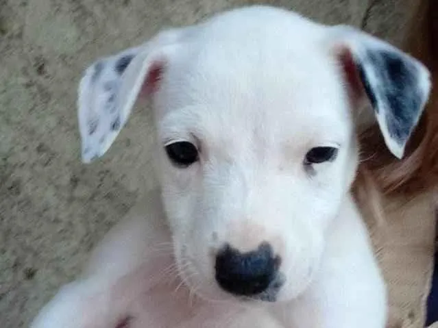 Cachorro ra a Pastor berga  idade Abaixo de 2 meses nome 3 fêmeas 