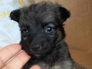 Cachorro raça SRD-ViraLata idade Abaixo de 2 meses nome BEBÊS CANINOS