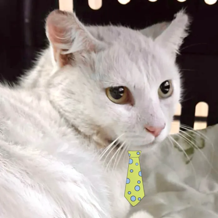 Gato ra a Mestico  idade 1 ano nome Lion 