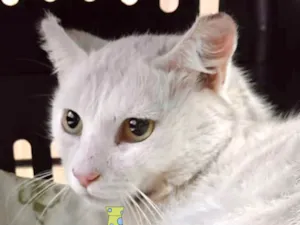Gato raça Mestico  idade 1 ano nome Lion 