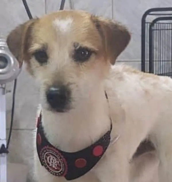 Cachorro ra a Mestico  idade 4 anos nome Pititico 