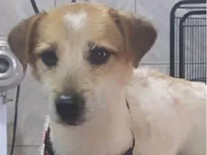 Cachorro raça Mestico  idade 4 anos nome Pititico 