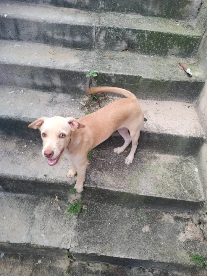 Cachorro ra a Mistura  idade 7 a 11 meses nome Lili