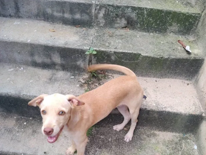 Cachorro ra a Mistura  idade 7 a 11 meses nome Lili