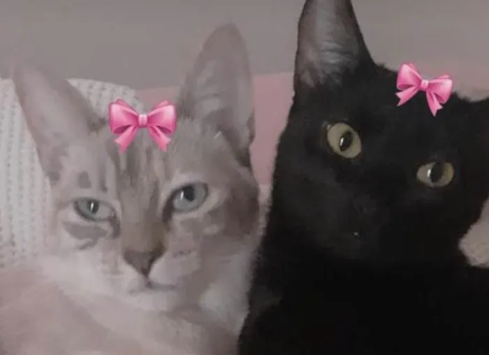 Gato ra a Mesticas  idade 2 anos nome Mel e Nana 