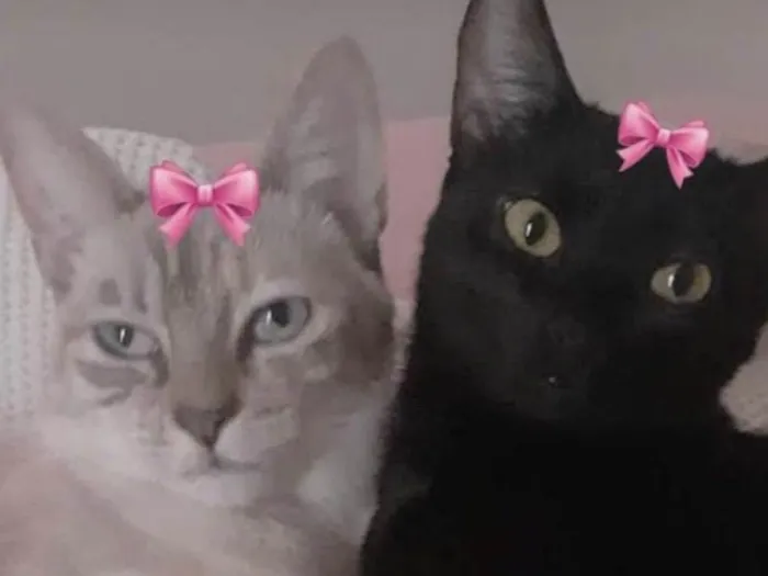 Gato ra a Mesticas  idade 2 anos nome Mel e Nana 