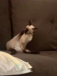 Chéri