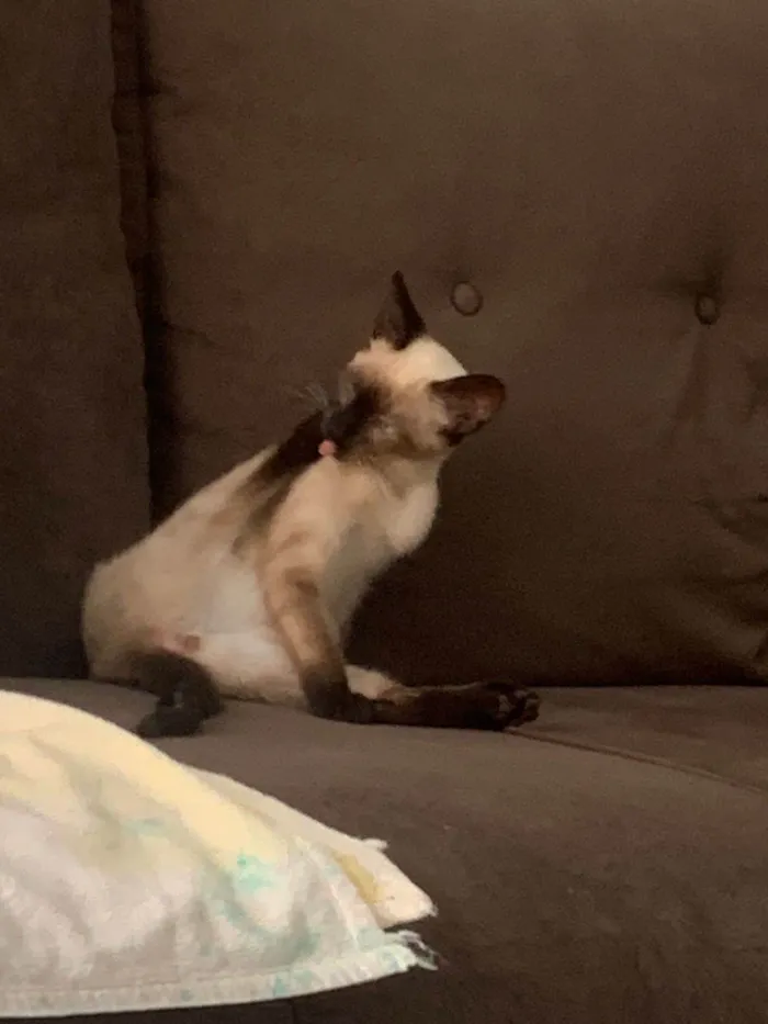 Gato ra a Siamês idade 7 a 11 meses nome Chéri