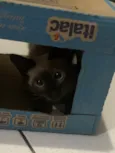 Chéri