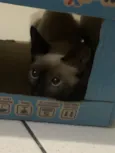 Chéri