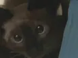 Chéri