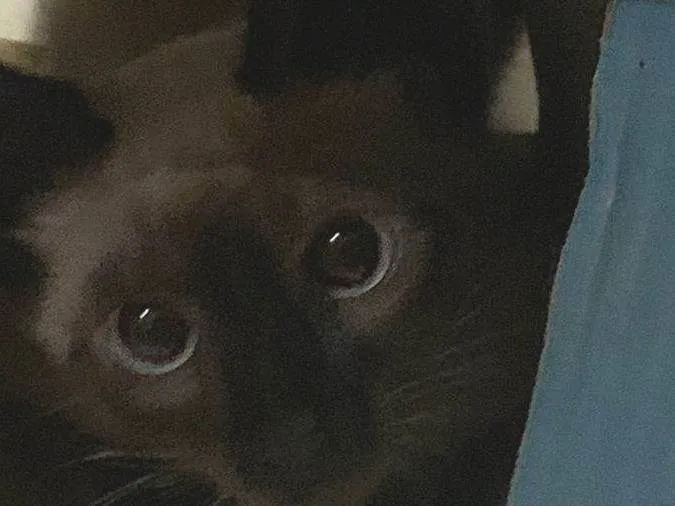 Gato ra a Siamês idade 7 a 11 meses nome Chéri