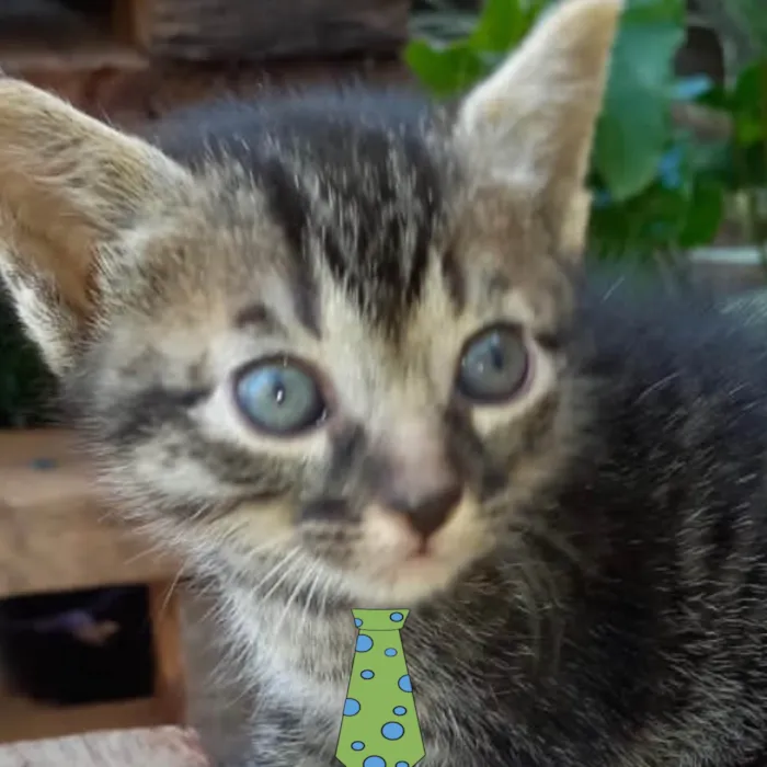 Gato ra a Mestica  idade Abaixo de 2 meses nome Pingo 