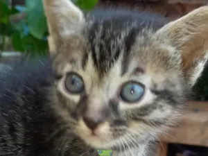 Gato raça Mestica  idade Abaixo de 2 meses nome Pingo 