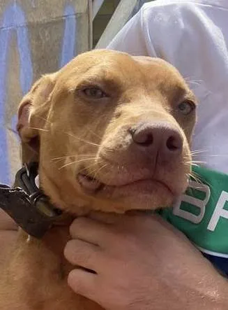 Cachorro raça Pit-Bull idade 7 a 11 meses nome Zeus