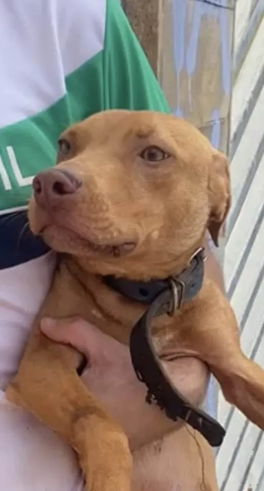 Cachorro raça Pit-Bull idade 7 a 11 meses nome Zeus