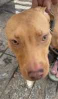 Cachorro raça Pit-Bull idade 7 a 11 meses nome Zeus