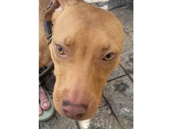 Cachorro raça Pit-Bull idade 7 a 11 meses nome Zeus