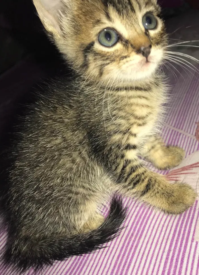 Gato raça SRD-ViraLata idade 2 a 6 meses nome Sem nome 