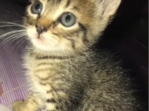 Gato raça SRD-ViraLata idade 2 a 6 meses nome Sem nome 