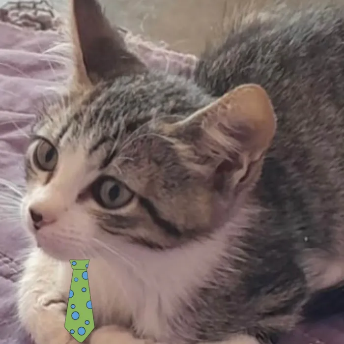Gato ra a Mestico  idade 2 a 6 meses nome Teo 