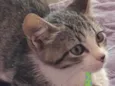 Teo 
