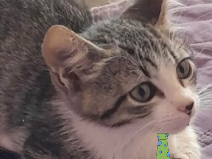 Gato ra a Mestico  idade 2 a 6 meses nome Teo 