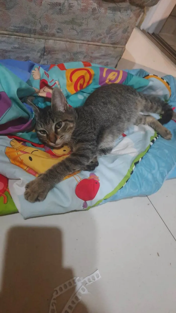 Eu coloquei o nome Dino 