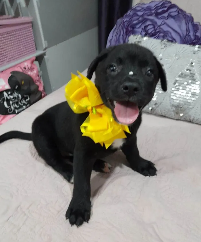 Cachorro ra a Srd idade 2 a 6 meses nome Pérola 