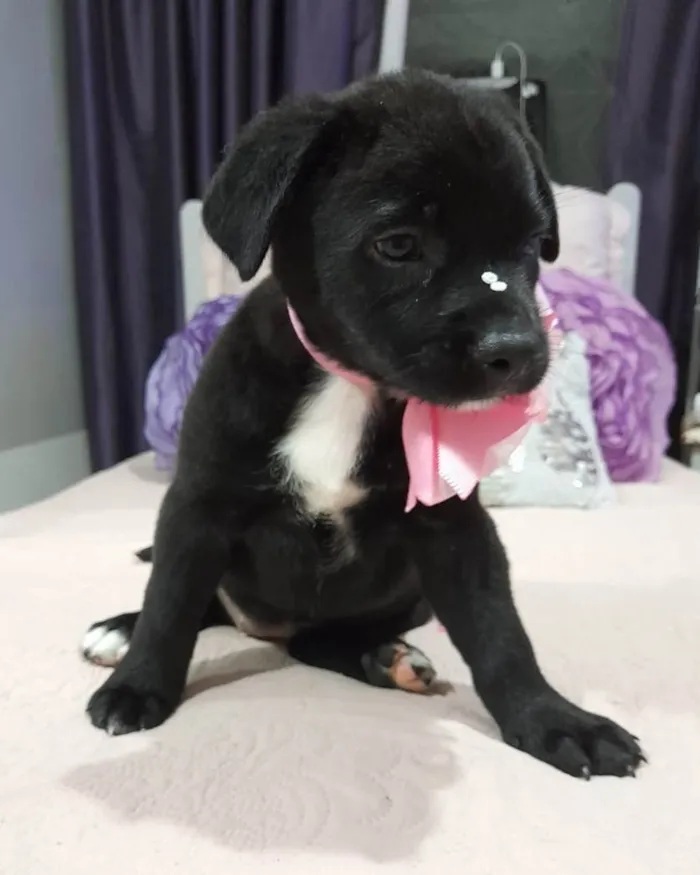 Cachorro ra a Srd idade 2 a 6 meses nome Pérola 