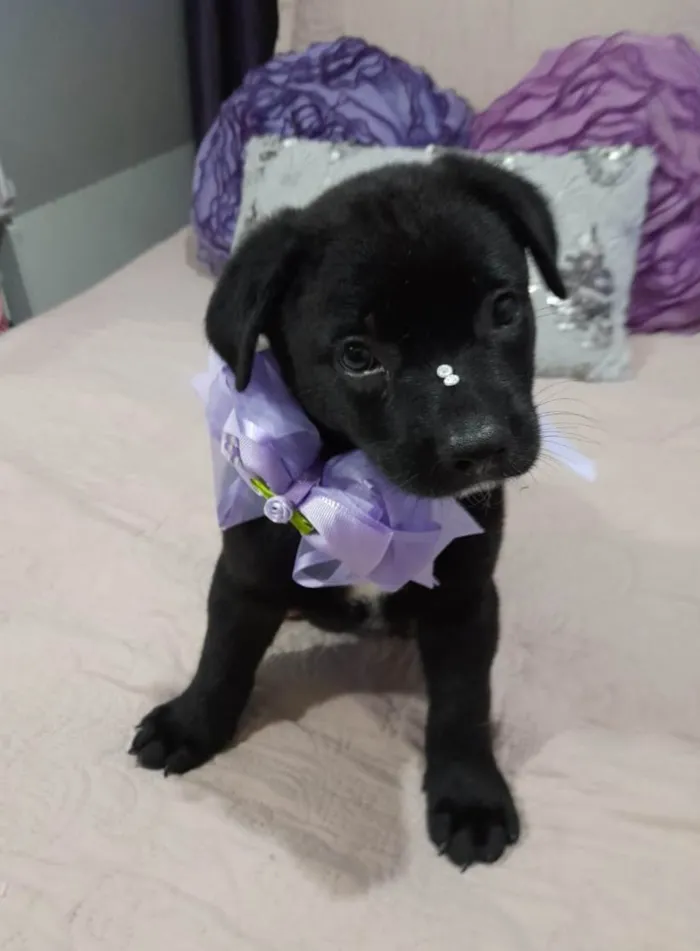 Cachorro ra a Srd idade 2 a 6 meses nome Pérola 