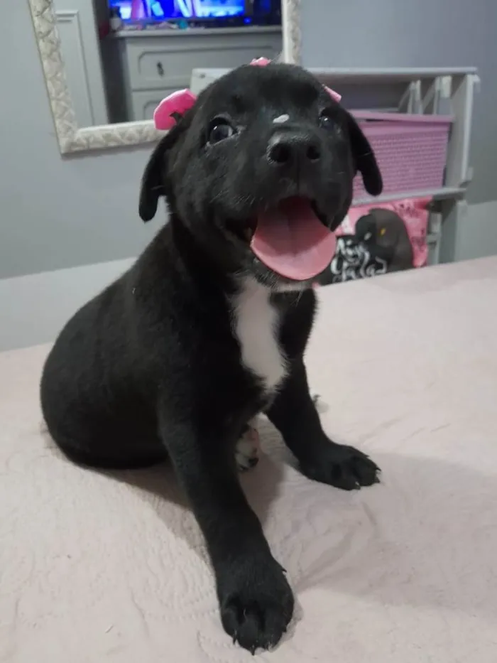 Cachorro ra a Srd idade 2 a 6 meses nome Pérola 