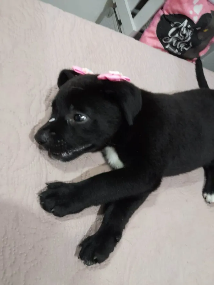 Cachorro ra a Srd idade 2 a 6 meses nome Pérola 