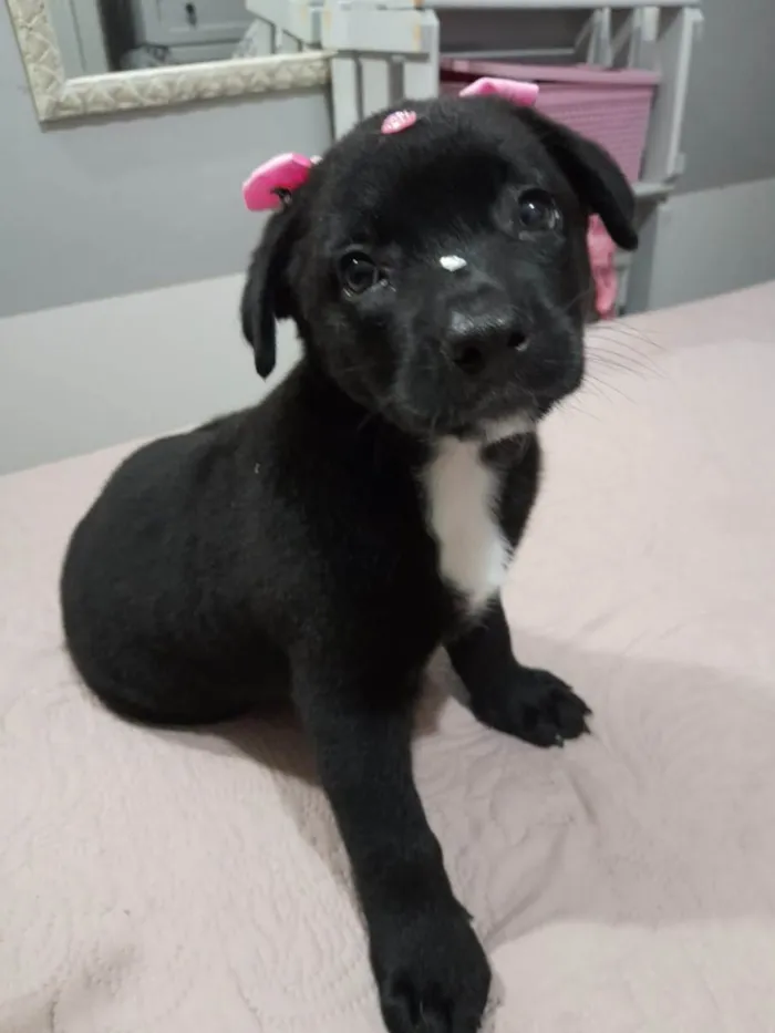 Cachorro ra a Srd idade 2 a 6 meses nome Pérola 