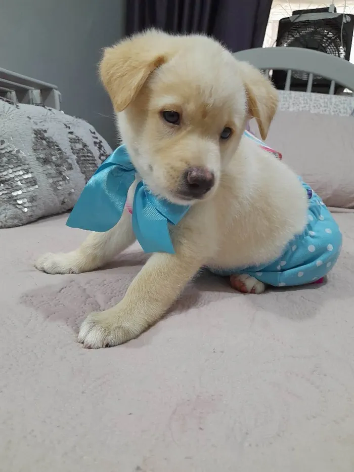 Cachorro ra a Srd idade 2 a 6 meses nome Noah