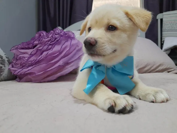 Cachorro ra a Srd idade 2 a 6 meses nome Noah