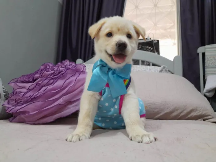 Cachorro ra a Srd idade 2 a 6 meses nome Noah