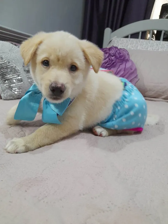 Cachorro ra a Srd idade 2 a 6 meses nome Noah